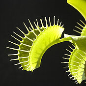 Die Venus-Fliegenfalle kann ihre Blätter zusammenklappen. Auf diese Weise fängt die Pflanze Insekten und verdaut sie. (Foto Bernd Boscolo / Pixelio.de)