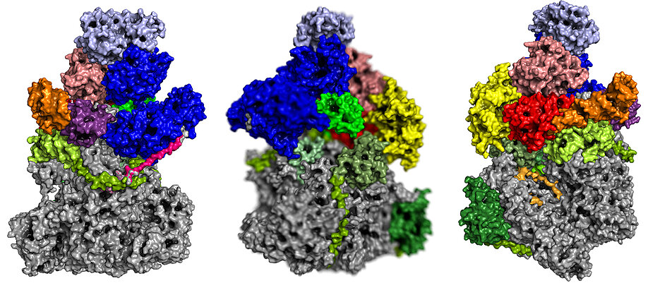 Monatelanges Arbeiten am Rechner war nötig, um die räumliche Struktur der viralen RNA-Polymerase zu entschlüsseln. Im Bild ist der Proteinkomplex  mit seinen spezifischen Untereinheiten von verschiedenen Seiten zu sehen.