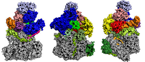 Monatelanges Arbeiten am Rechner war nötig, um die räumliche Struktur der viralen RNA-Polymerase zu entschlüsseln. Im Bild ist der Proteinkomplex  mit seinen spezifischen Untereinheiten von verschiedenen Seiten zu sehen.
