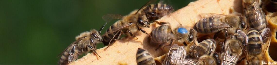 Honigbienen (teilweise markiert) auf der Kante eines Brutrahmens