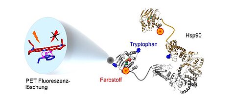 Die Kombination aus Farbstoffmolekül und Tryptanophan liefert bisher ungekannte Einblicke in die Bewegungen des Proteins Hsp90.