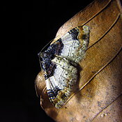 Catarhoe cuculata