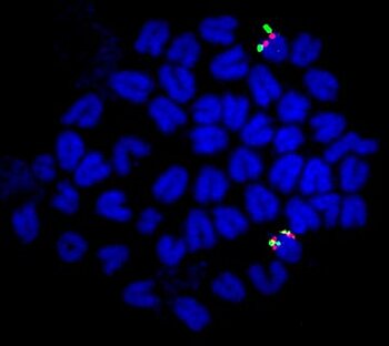 Xiphophorus maculatus chromosomes. FISH with BACs probes for the sex chromosomes