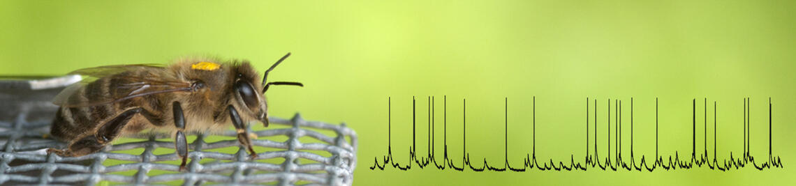 Image compostion of a honeybee and a spike train from a intracellular recording