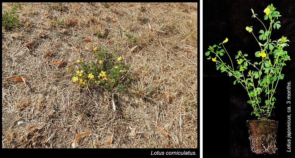 Legumes