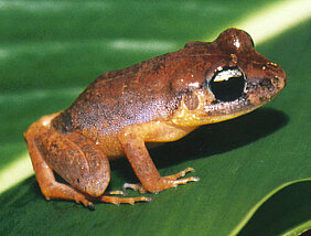 Tropische Frösche dokumentiert Michael Schmid in einem neuen Buch. Hier zu sehen: Eleutherodactylus pantoni (Jamaica). (Foto Michael Schmid)