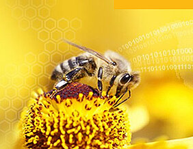 HOBOS bietet Schülern weltweit die Möglichkeit, das Leben der Biene zu erforschen. Dafür wurde das Projekt jetzt erneut ausgezeichnet.