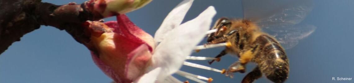 Pollen-collecting honeybee attempts landing on a cherry blossom