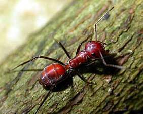 Eine Vertreterin der Ameisengattung Camponotus bei der Nahrungssuche, fotografiert im tropischen Regenwald von Borneo. Foto: Heike Feldhaar