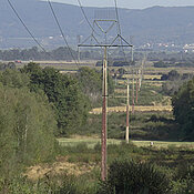 Hochspannungsleitungen in Galicien. In den hohlen Strommasten leben mehrere Bienenvölker.