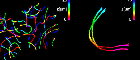 Links zwei spermienbildende Zellen, die mit ExM-SIM expandiert und mit einem beugungsbegrenzten Mikroskop abgebildet wurden. Rechts die detaillierte 3D-Aufnahme eines einzelnen synaptonemalen Komplexes. Die 3D-Information ist farblich kodiert, der Messbalken links entspricht 25 Mikrometer, der rechts drei Mikrometer.