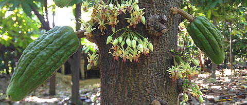 For a cacao plant to bear such rich fruit, it needs effective pollination. A research group, in which JMU was involved, has investigated how this can best be achieved.