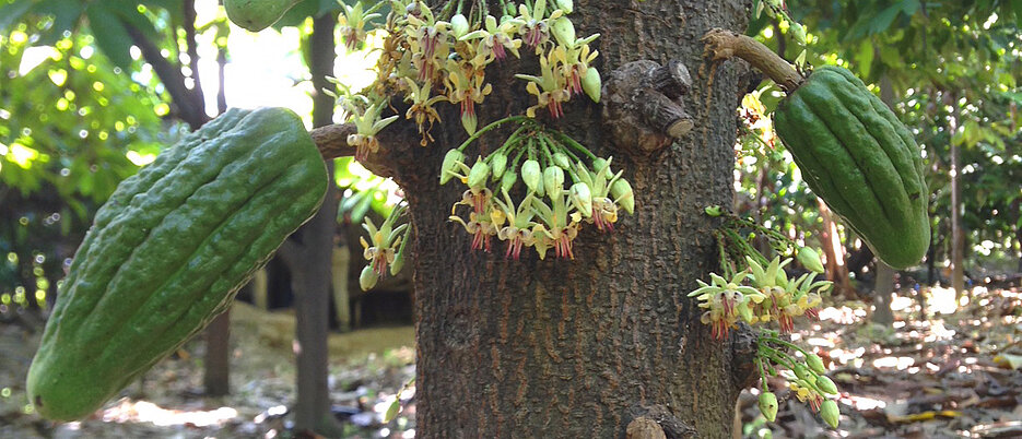 Damit eine Kakaopflanze so reich Früchte trägt, braucht es eine effektive Bestäubung. Wie diese am besten gelingen kann, das hat eine Forschungsgruppe untersucht, an der die JMU beteiligt war.