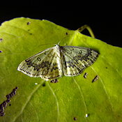 Cyclophora annularia auf ein Grünes Blatt