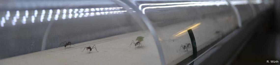 Foraging leaf cutting ants carrying leaf fragments through a long acrylic glas tunnel