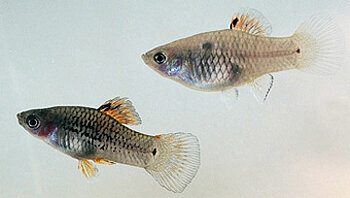 Xiphophorus maculatus male and female