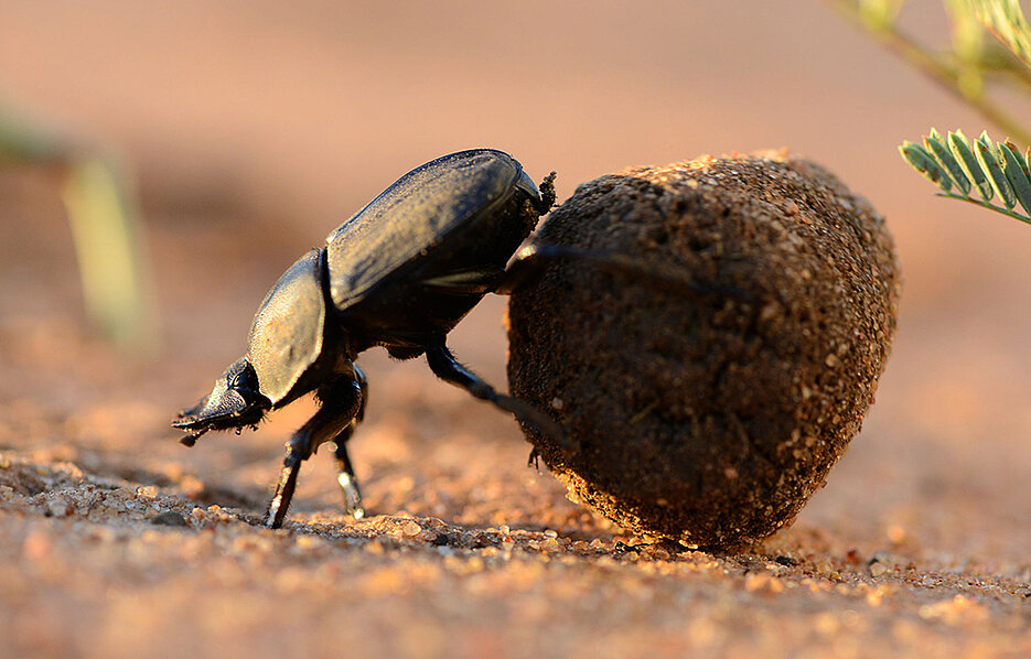 Ein Dungkäfer (Scarabaeus lamarcki) navigiert mit seinem Dungball durch die südafrikanische Savanne.