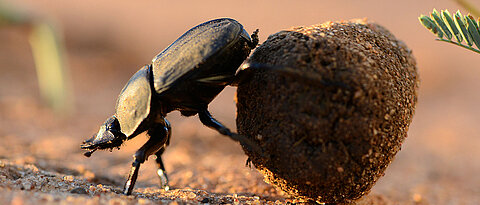 A ball-rolling dung beetle (Photo: Chris Collingridge)