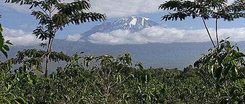 Kaffeeanbau im Hochland des Kilimandscharo: Tropische Berge liefern gute Erkenntnisse zum Einfluss von Landwirtschaft und Klima auf die Pflanzen- und Artenvielfalt.