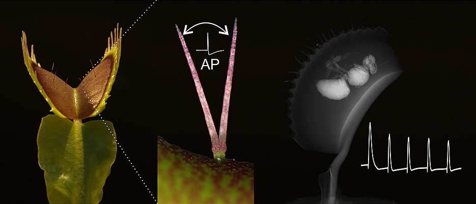 Beim Fangen und Verdauen ihrer Beute zählt die Venusfliegenfalle immer wieder elektrische Signale (AP, Aktionspotentiale). Diese Vorgänge werden an der Uni Würzburg erforscht.