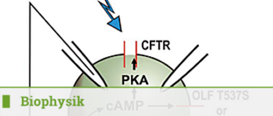 Biophysik