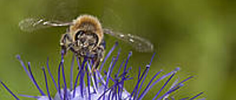 Auf den Blüten der Phacelia landen Bienen gerne. Kein Wunder, dass die Pflanze auch "Bienenfreund" genannt wird. (Foto Helga R. Heilmann)