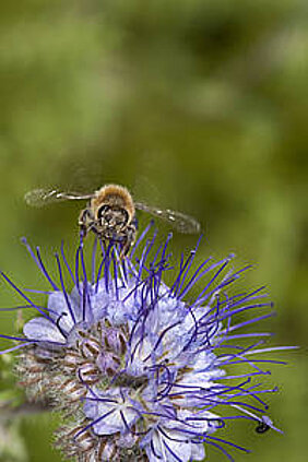 Auf den Blüten der Phacelia landen Bienen gerne. Kein Wunder, dass die Pflanze auch "Bienenfreund" genannt wird. (Foto Helga R. Heilmann)