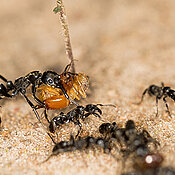 Matabele-Ameisen kehren von einem erfolgreichen Raubzug zurück. Die große Ameise trägt als Beute zwei Termitensoldaten der Gattung Macrotermes sp. im Mund. (Foto: Erik Frank)