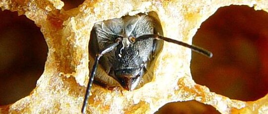 Schlüpfende Honigbiene steckt Kopf und Antennen aus Brutwabe