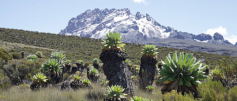 Ecosystem with alpine vegetation at Mount Kilimanjaro.