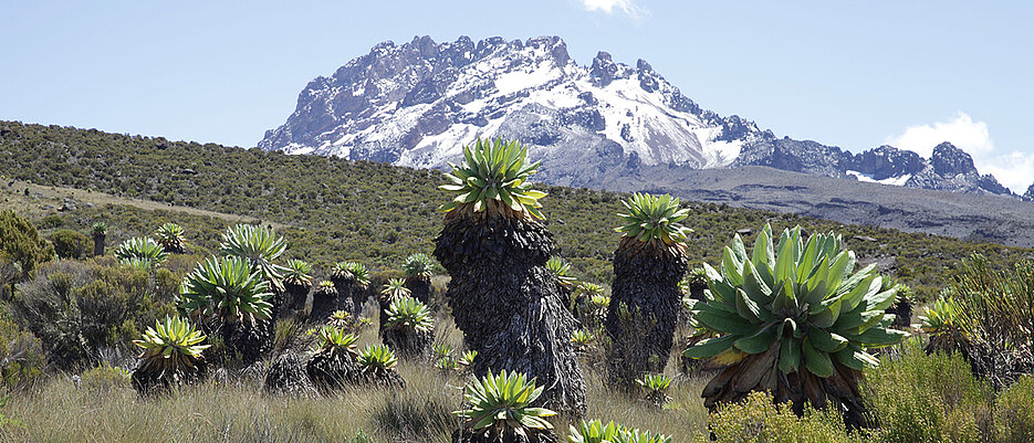 Ecosystem with alpine vegetation at Mount Kilimanjaro.