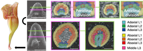 Cell division patterns in Sarracenia pitcher development