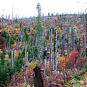 In natürlichen Wäldern wie dem Nationalpark Bayerischer Wald verursachen Borkenkäfer keine Schäden, hier gehören sie zur natürlichen Walddynamik dazu. Für Wissenschaftler ist dies der ideale Ort, um die Tiere und deren Einfluss auf die Wälder zu erforschen und Rückschlüsse für die Forstwirtschaft zu ziehen. 