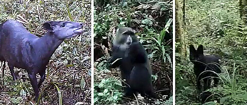 Three examples of the animal species filmed at Kilimanjaro (from left): an Abbott’s duiker, a blue monkey and a black serval.