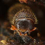 Nahaufnahme des eines Ambrosiakäfers (Foto: Gernot Kunze).