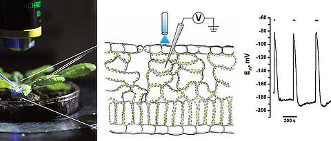 Optogenetics on plants: Laser light triggers electrical excitations in the leaves, the propagation and consequences of which can then be analysed electrophysiologically.