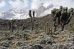 Die Vielfalt an Pflanzen und Tieren nimmt mit sinkender Temperatur ab. Das Foto entstand am Kilimandscharo auf einer Höhe von etwa 3.800 Metern. (Foto: Andreas Ensslin)