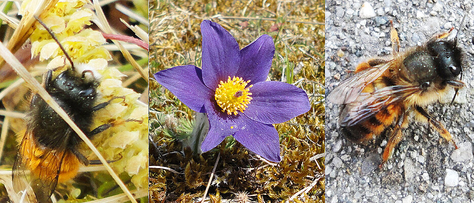 Global warming can disrupt the mutualistic interactions of plants and pollinators as in the case of the European orchard bee, the red mason bee and the pasque flower.