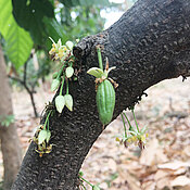 A small cacao fruit, recently developed after the flower had been pollinated. Without flying insect having access to flowers, almost no fruit set takes place. 