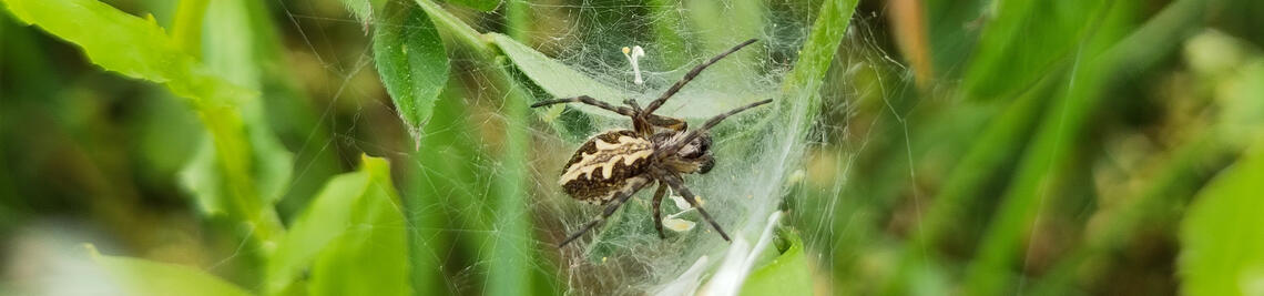 Eine Spinne in ihrem Netz zwischen Kräutern