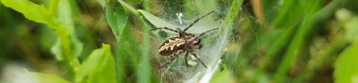 [Translate to Englisch:] Eine Spinne in ihrem Netz zwischen Kräutern