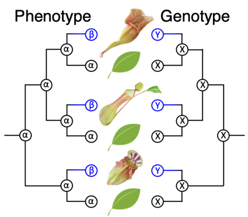 A correlated relationships between genotypes and phenotypes