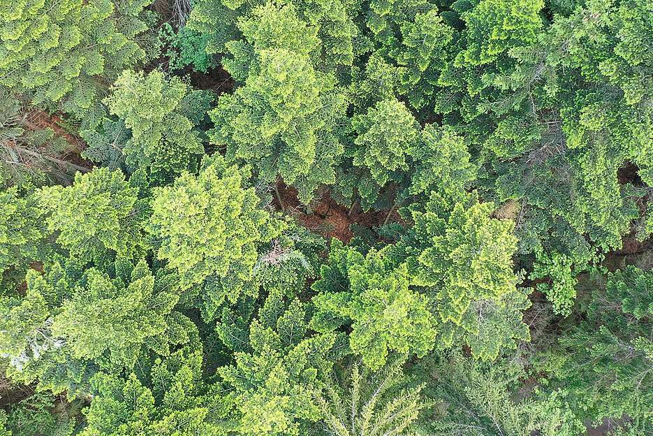 Mittels Radar lässt sich die Artenvielfalt in Wäldern erheben. Das Bild zeigt einen komplexen Bergmischwald.
