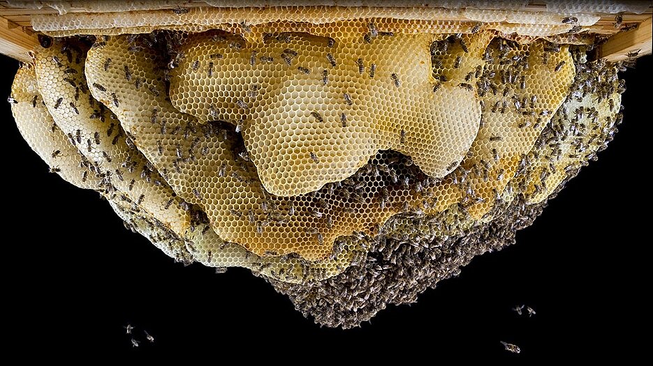 Frei gebautes Bienennest (Foto: Helga R. Heilmann)