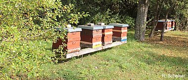 Mehrere hölzerne Bienenstöcke