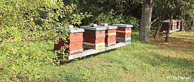 Several wodden bee hives