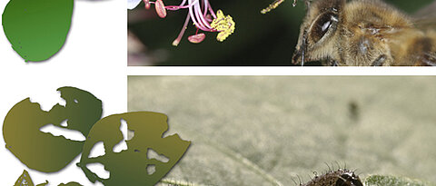 Biene und Schmetterlingsraupe auf Pflanzenblättern. Fotos / Montage: Helga R. Heilmann, Beegroup