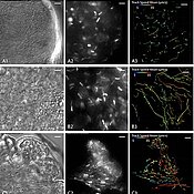 Einzelbilder aus High-Speed-Videos von Trypanosomen-Kollektiven im Fliegendarm. Links Durchlichtaufnahmen, in der Mitte die entsprechenden Fluoreszenzaufnahmen von den Zellkernen. Diese wurden mit der Software Imaris verfolgt, um das Schwimmverhalten quan