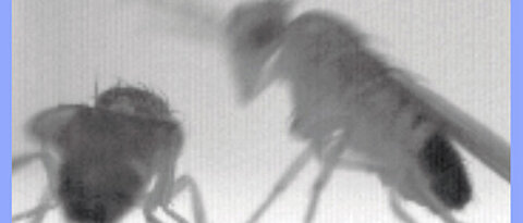 Ein Taufliegen-Männchen kurz vor dem Angriff auf einen Konkurrenten. Foto: Biozentrum