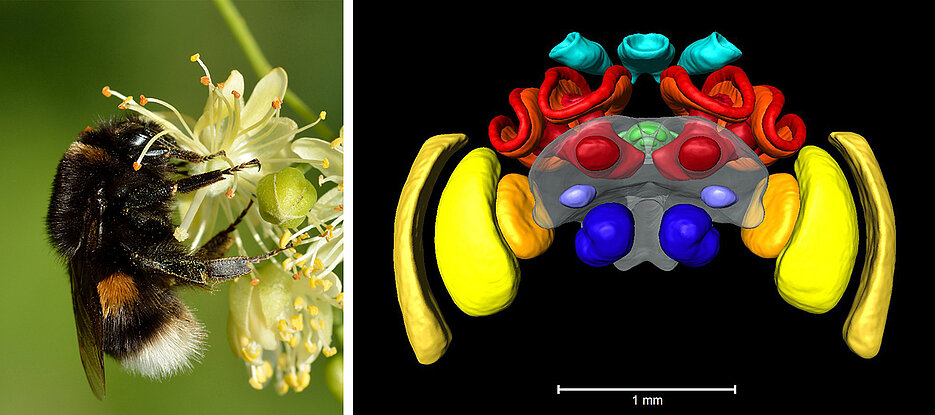 A buff-tailed bumblebee and a 3D model of the bumblebee brain, based on micro-CT. The blue regions symbolise the primary olfactory centres. The yellow/orange regions process visual information from the compound eyes, the turquoise coloured visual information from the ocelli. Shown in red/orange are the mushroom bodies important for learning. The insects' inner compass, the central complex, is green.